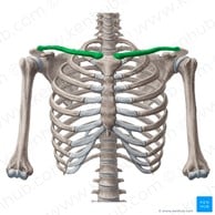 Anatomie Schultern Lage Schlüsselbeine