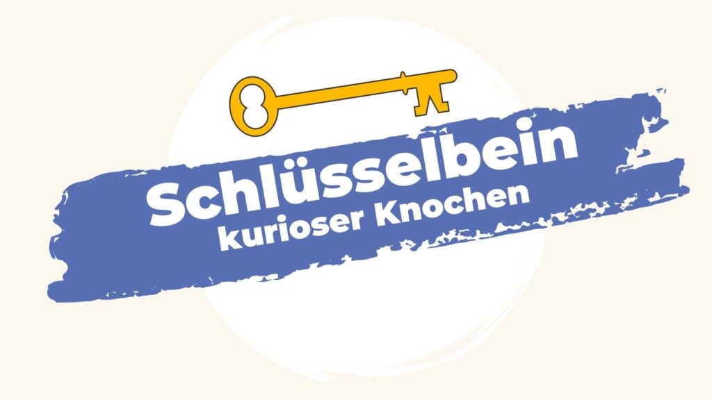 Schlüsselbein - kurioser Knochen und Schlüsselsymbol