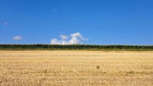 Sommerliche, horizontale Landschaft in 3 Schichten: Unten gemähtes Kornfeld, in der Mitte Maisfeld, oben blauer Himmel mit einem Wölklein.