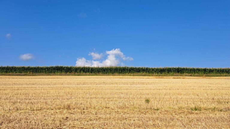 Sommerliche, horizontale Landschaft in 3 Schichten: Unten gemähtes Kornfeld, in der Mitte Maisfeld, oben blauer Himmel mit einem Wölklein.