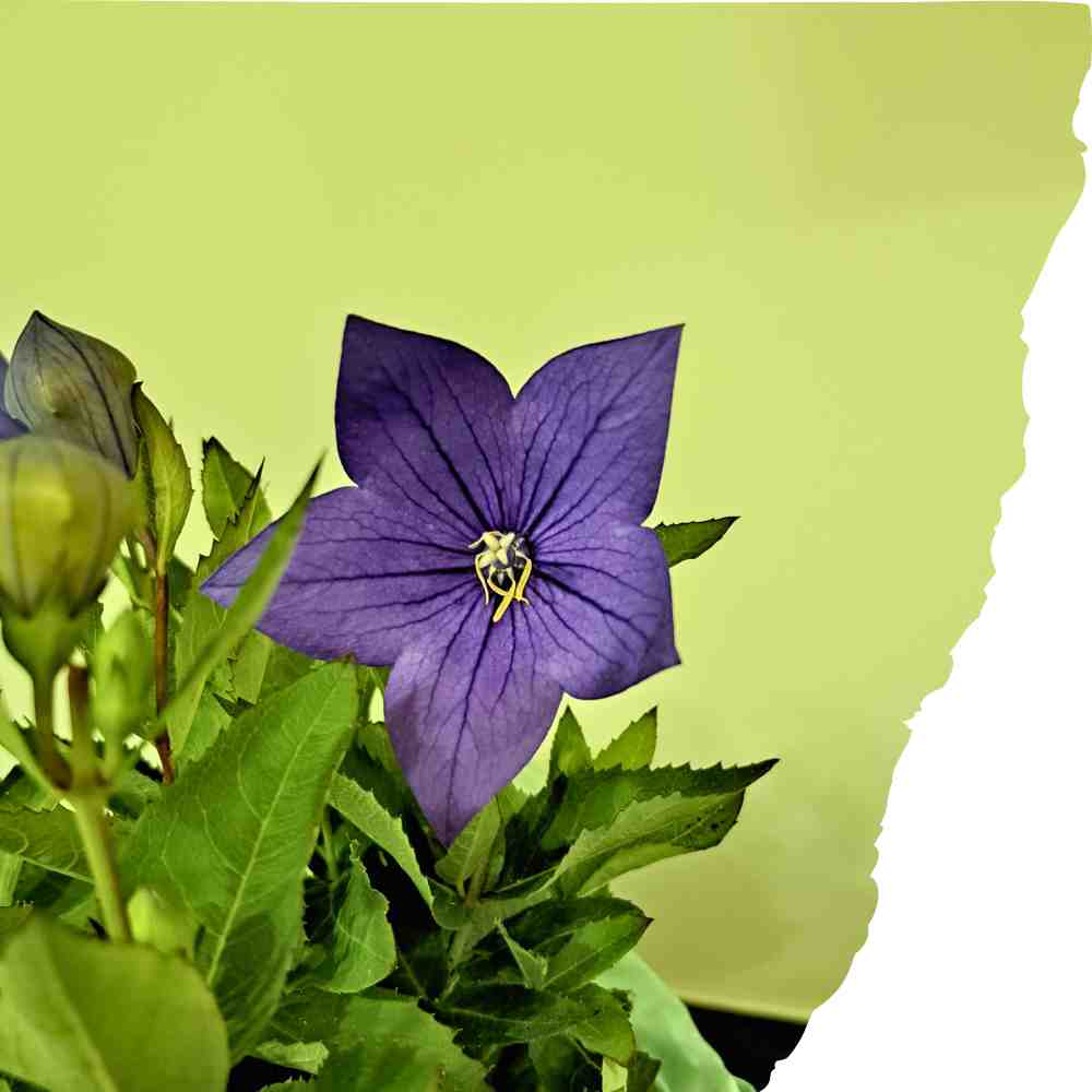 Glockenblume in dunkelblau-lila vor grüner Küchenwand