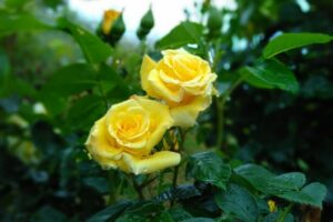 2 gelbe Rosen mit Regentropfen
