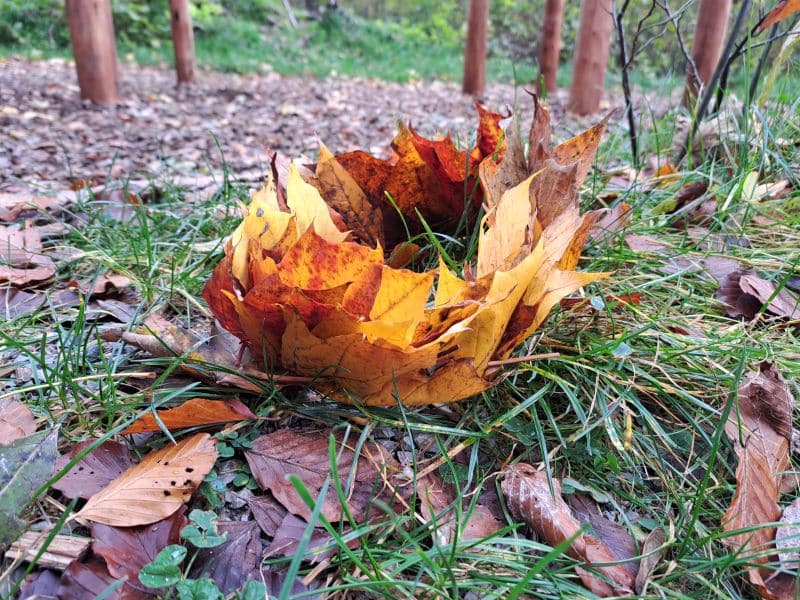 Herbstlich bunte Blätter, die zu einer Krone zusammengefasst sind.