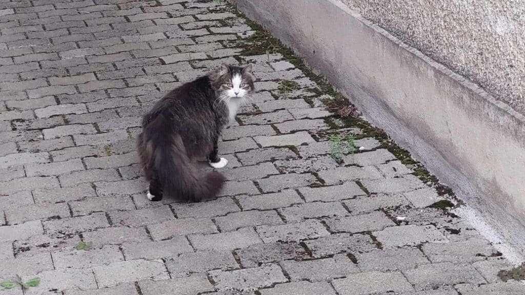 Katze, die sich vom Betrachter wegbewegt und zurückschaut