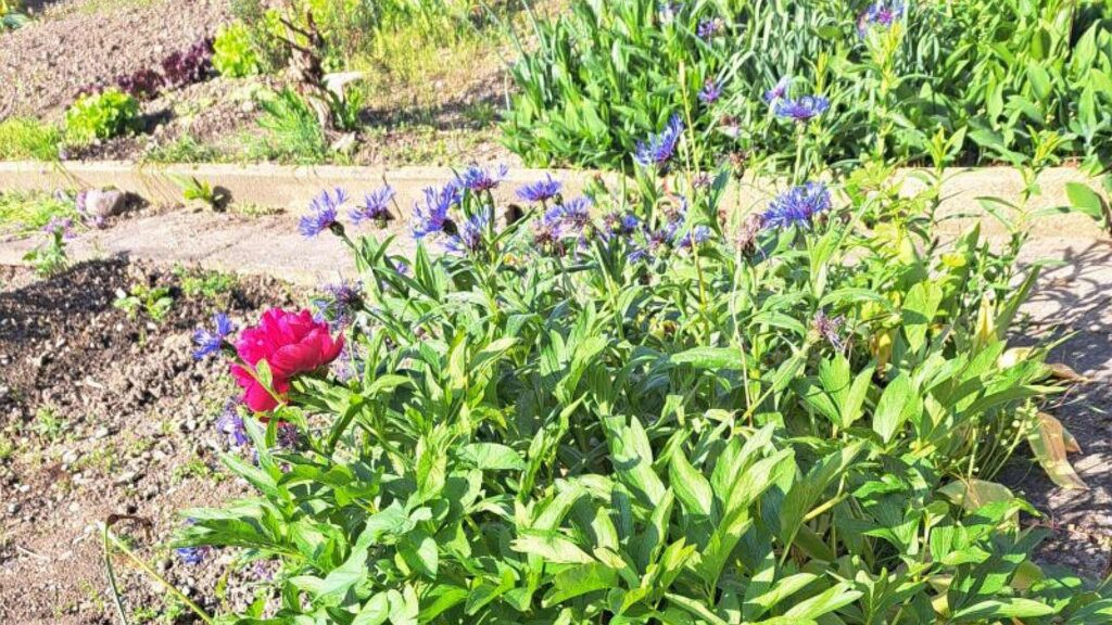 Gartenbeete mit Pfingstrosen und Kornblumen, leuchtend grün, blau und rot