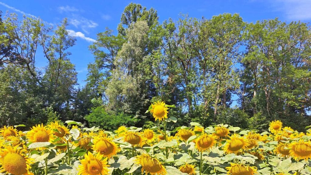 nicht-wissen: Sonnenblumenfeld mit blühenden Blumen. Eine streckt ihren Kopf über alle hinaus