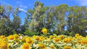 nicht-wissen: Sonnenblumenfeld mit blühenden Blumen. Eine streckt ihren Kopf über alle hinaus