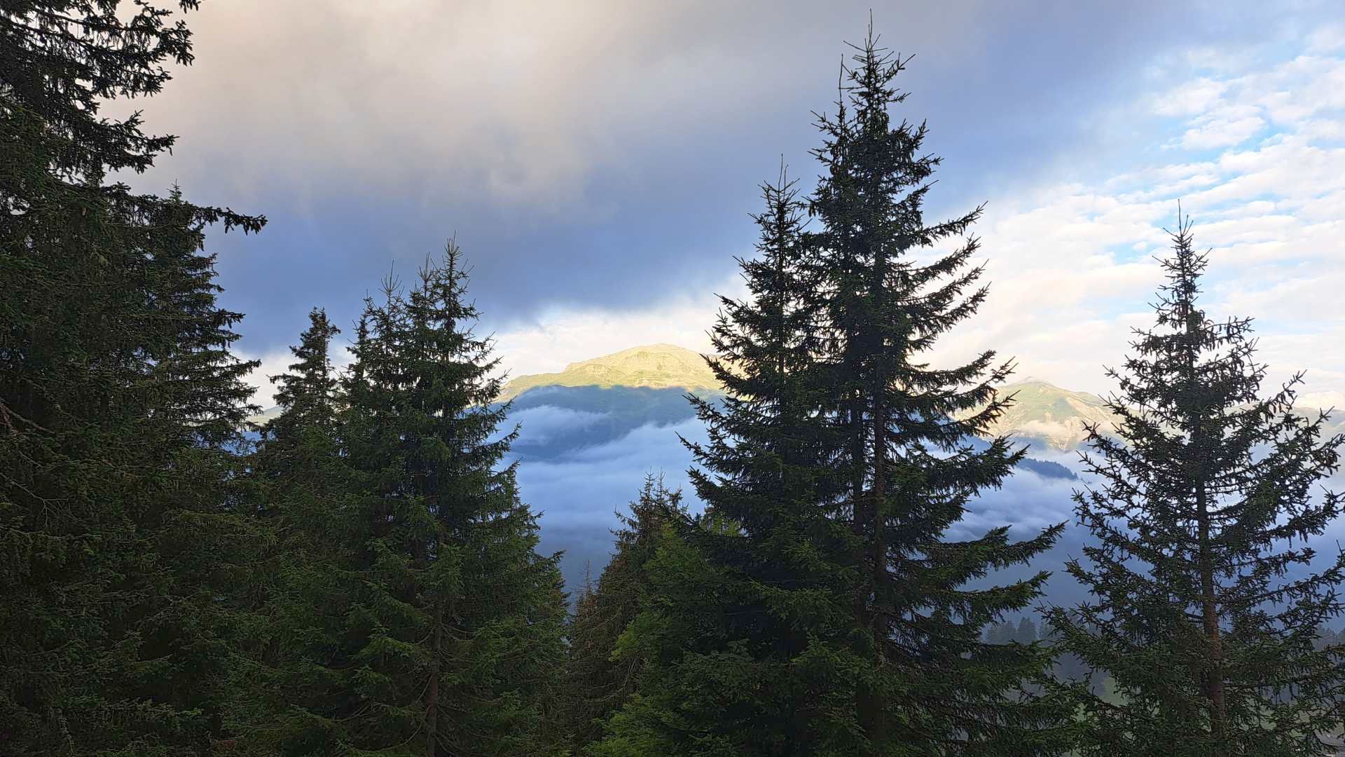 Foto von dunklen Tannen und Wolken, mit Stätzerhorngipfel in der Ferne