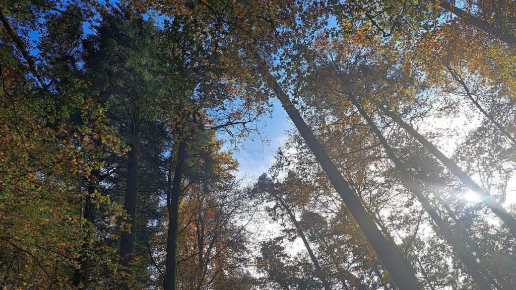 Herbstwald im Sonnenlicht