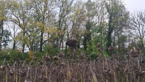 Sonnenblumenfeld mit trockenen, reifen Köpfen, eine Pflanze ist höher als alle andern, Bäume mit Herbstlaub im Hintergrund