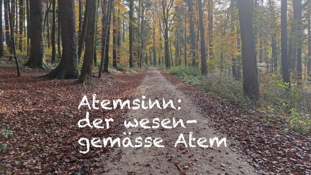 Herbstlicher Waldweg. Titel: Atemsinn: der wesengemässe Atem