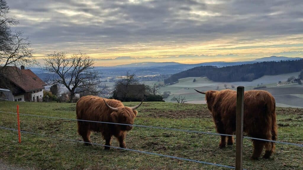 Businessrückblick Januar 2025: Schottische Hochlandrinder vor Wintermorgenstimmung