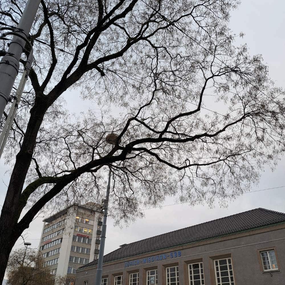 Bahnhof Wiedikon mit Baum im Vordergrund, der bereits Knospen spriesst