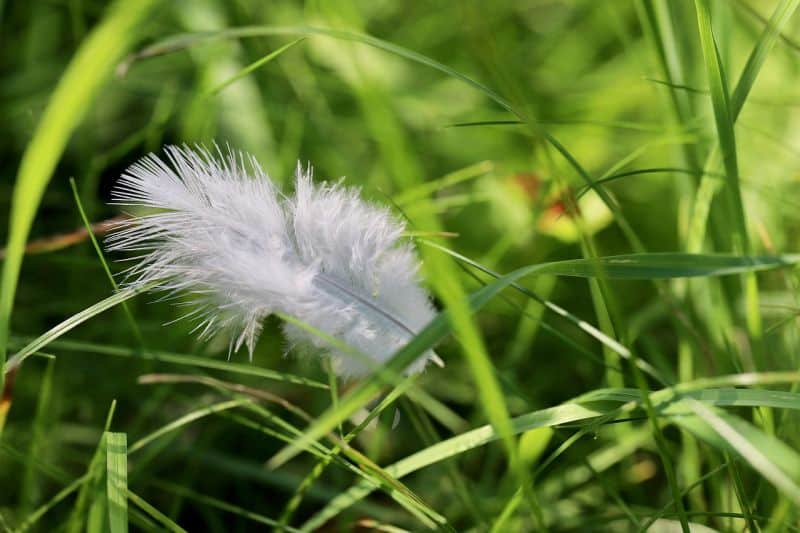 Atemtherapie • Atemübungen • Mikropausen •