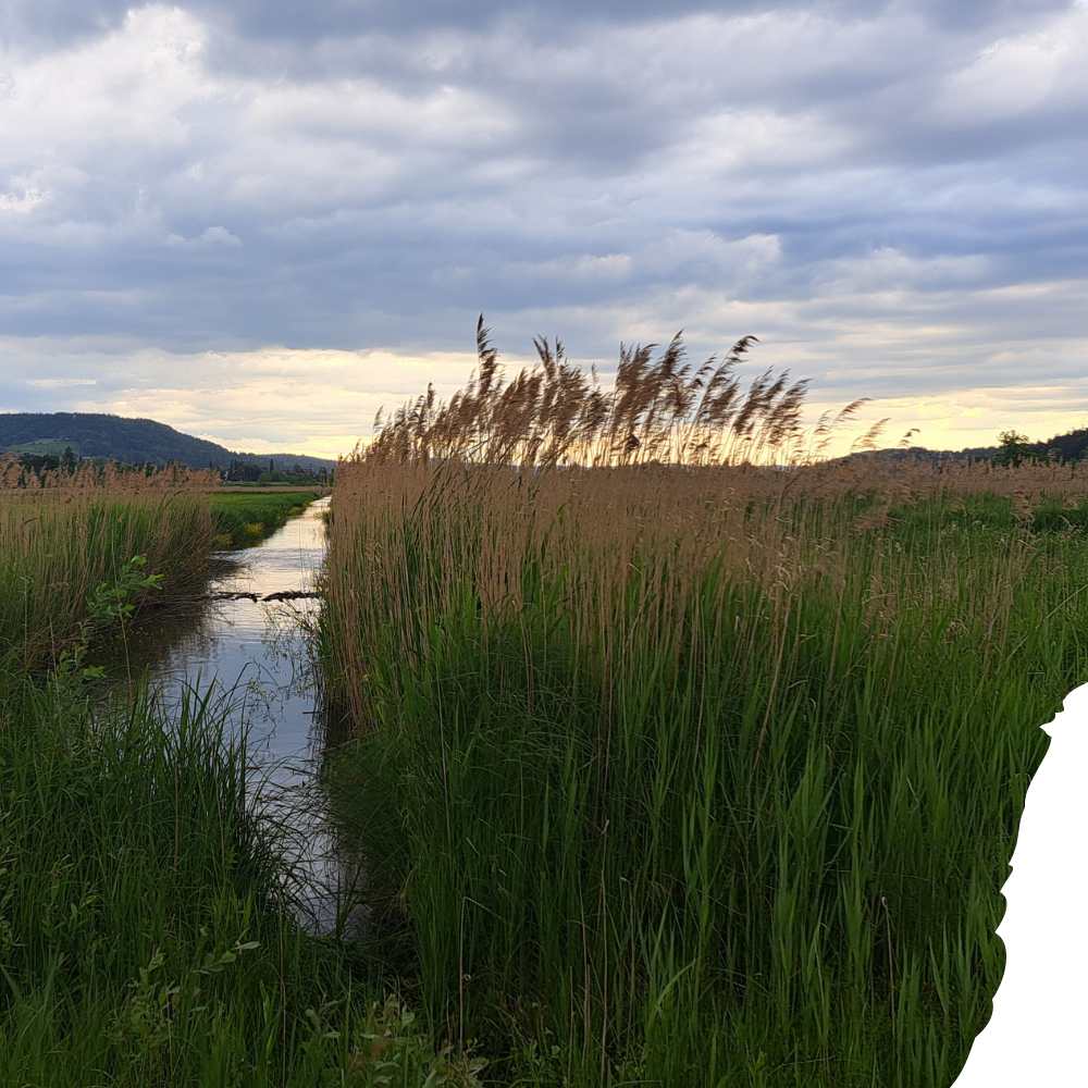 Riedlandschaft