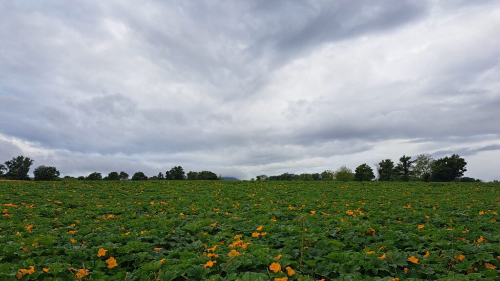 Himmel mit dunklen Wolken und im Vordergrund ein Feld mit Kürbisblüten