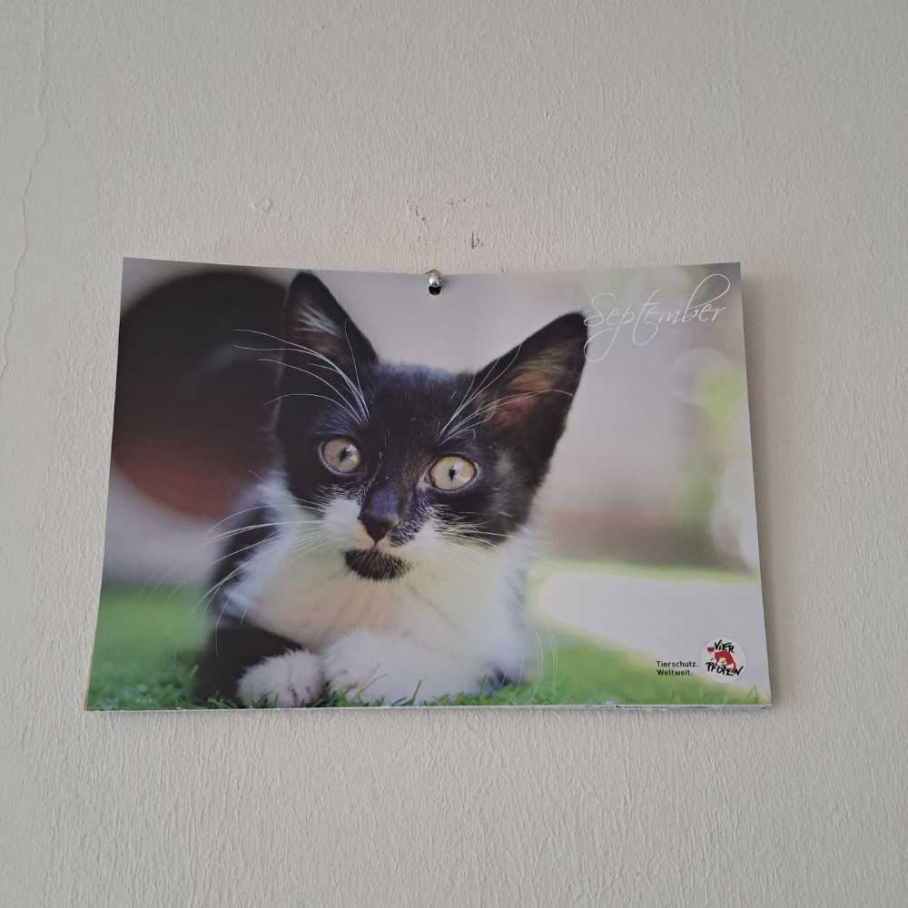 Kalenderblatt vom letzten Jahr zum Sepember: Katze
