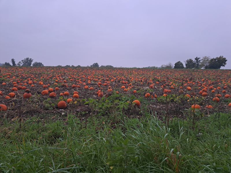 Atem. Pause. Sinn. Atemtherapie nach Middendorf • Prozessorientierte Supervision •