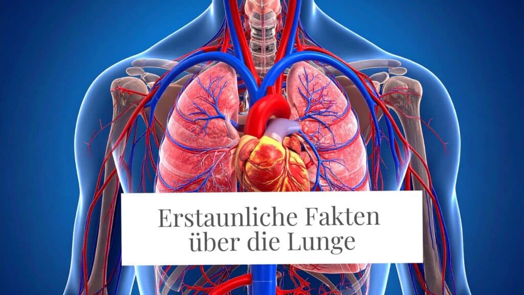 Schaubild Lunge: Erstaunliche Fakten über die Lunge