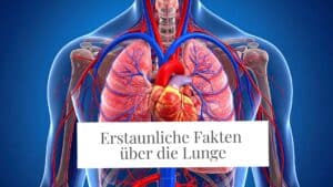 Schaubild Lunge: Erstaunliche Fakten über die Lunge