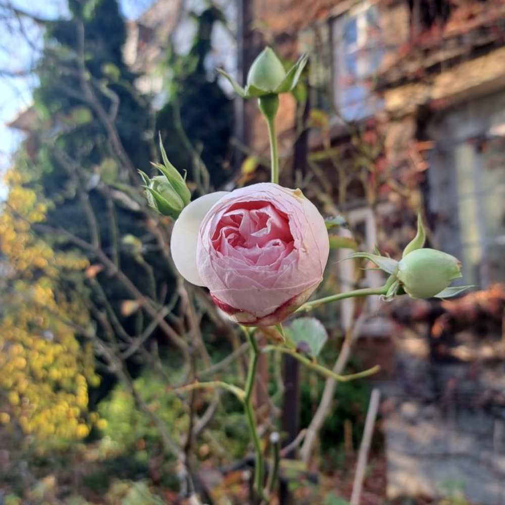 Atem. Pause. Sinn. Atemtherapie nach Middendorf • Prozessorientierte Supervision •