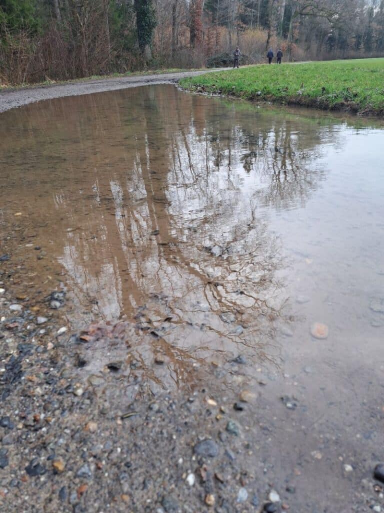 riesige Pfütze, in der sich eine Baumkrone spiegelt