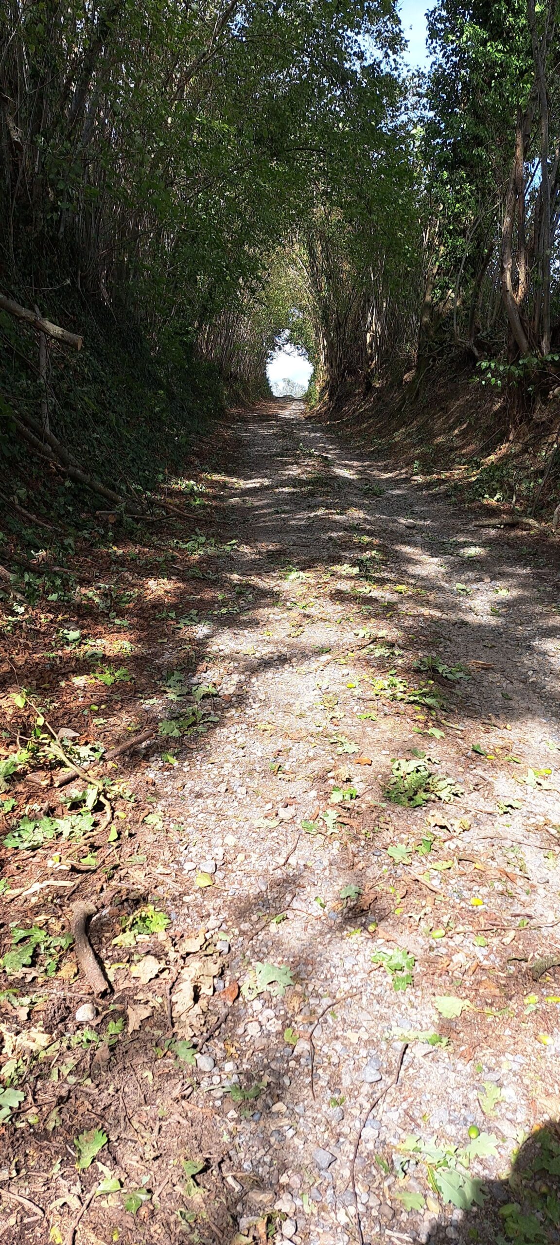 Hohle Gasse aus Bäumen